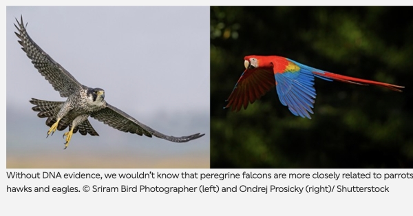 Convergent evolution explained with 13 examples | Natural History Museum