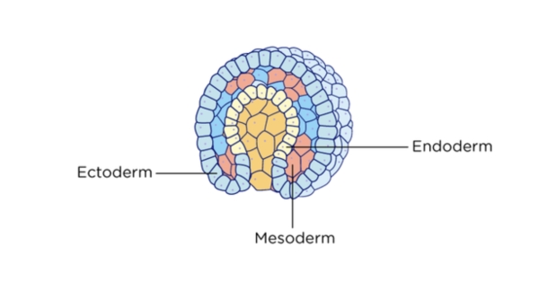 Major Structures Arising from Primary Germ Layers